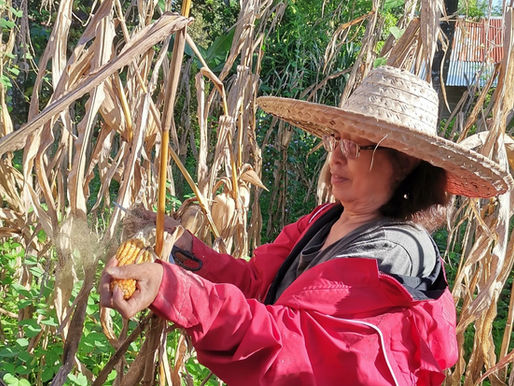 Empowering Rural Women with AGREE: Tasing's Life on Philippine Cornfields