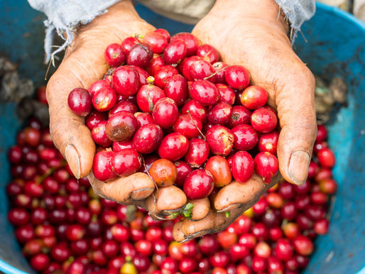 Leveraging Multi-stakeholder Partnerships for Sustainable Coffee Development 