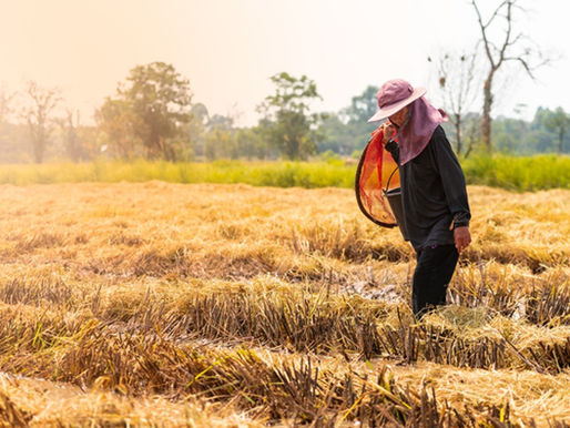 Sustainability Reporting in the Agriculture, Aquaculture, and Fishing Sector and the ASEAN RAI