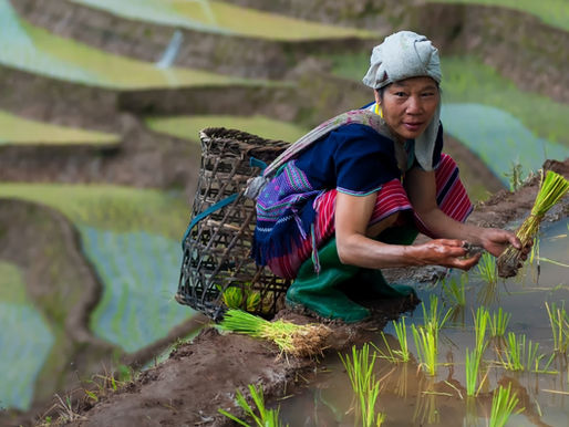 THRIVE Launches in Viet Nam to Empower Women in Agriculture
